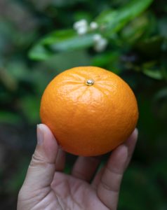 Combien de calories dans une mandarine