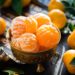 Combien de calories dans une mandarine