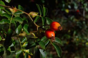 Baies de Goji : les avantages pour la santé