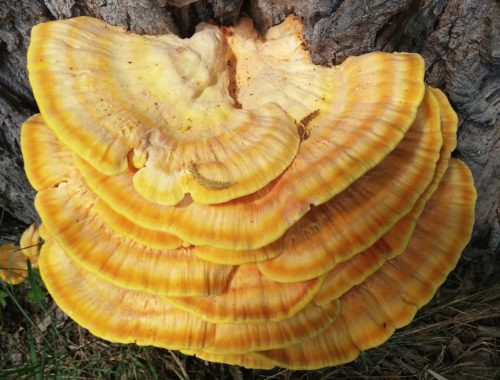 3 principaux avantages du champignon Reishi