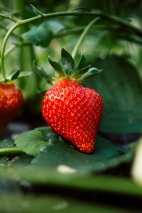 Les fraises : Un aliment naturel pour brûler les graisses.