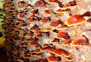 3 principaux avantages du champignon Reishi