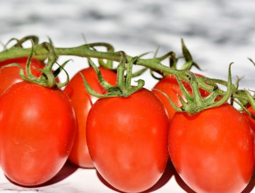 Tomates : quels avantages pour notre santé?