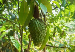 Voici les meilleurs fruits de la nature