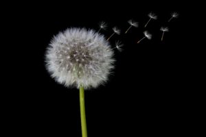 5 plantes pour vous aider à éliminer les toxines…