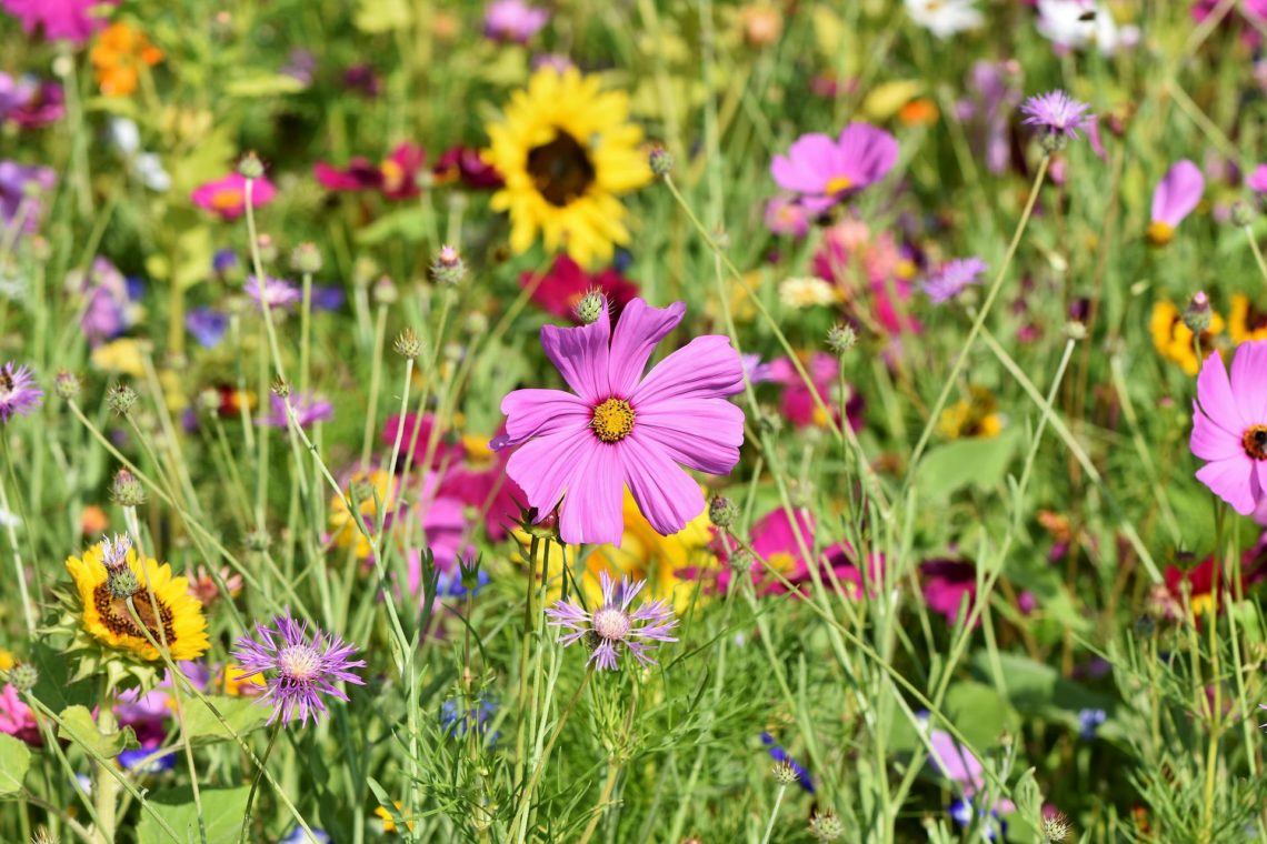 5 plantes pour vous aider à éliminer les toxines…