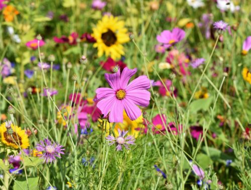 5 plantes pour vous aider à éliminer les toxines…