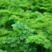 Tout savoir sur les herbes saines