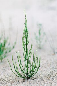 Prêle : découvrez les bienfaits et utilisations de cette plante