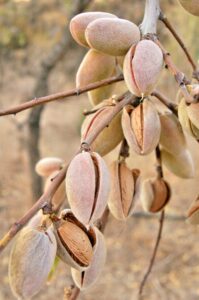 Amandes : les bienfaits pour la santé et la nutrition