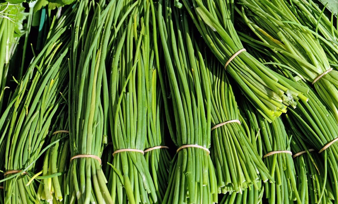 La ciboulette : une herbe aromatique polyvalente et délicieuse.