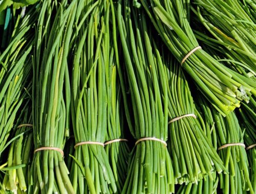 La ciboulette : une herbe aromatique polyvalente et délicieuse.