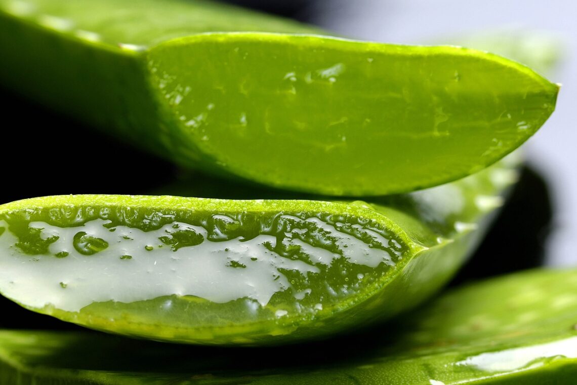 Aloe Vera : histoire, bienfaits, utilisations et futur