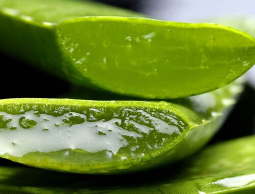 Aloe Vera : histoire, bienfaits, utilisations et futur