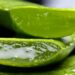 Aloe Vera : histoire, bienfaits, utilisations et futur