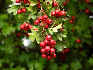 Fruits rouges : Bienfaits, Utilisations et Symbolisme