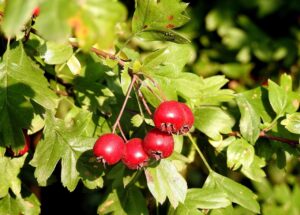 Fruit : Bienfaits, Utilisations et Symbolisme