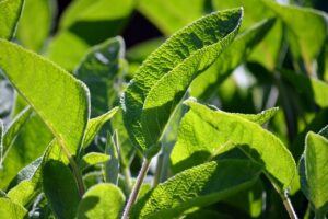 Plantes : Botanique, Cuisine et Bien-Être Émotionnel Explorés