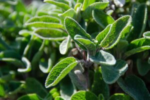 Plantes : Botanique, Cuisine et Bien-Être Émotionnel Explorés