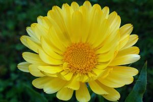 Calendula : histoire, utilisations et bienfaits