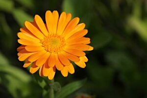 Calendula : histoire, utilisations et bienfaits