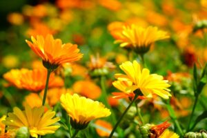 Calendula : histoire, utilisations et bienfaits