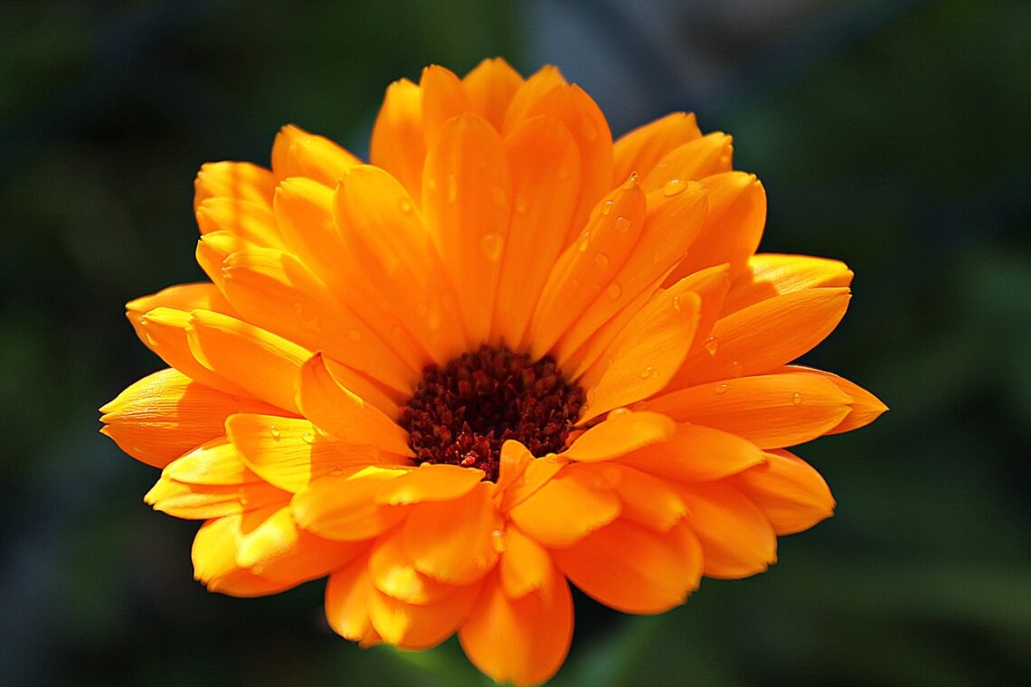 Calendula : histoire, utilisations et bienfaits