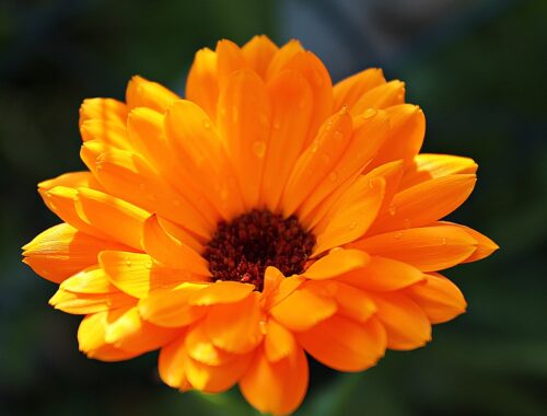 Calendula : histoire, utilisations et bienfaits