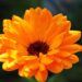 Calendula : histoire, utilisations et bienfaits