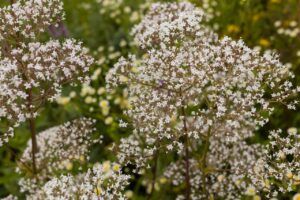 Plantes : bienfaits et utilisations 