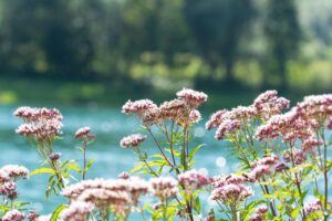 Valériane : bienfaits et utilisations de cette plante médicinale