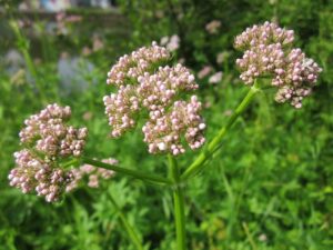 Plantes : bienfaits et utilisations