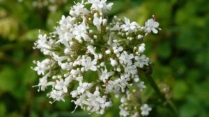 Valériane : bienfaits et utilisations de cette plante médicinale